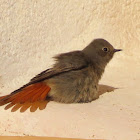 Black redstart. Colirrojo tizón