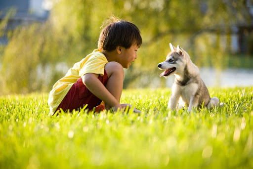 Husky Puppy Wallpaper