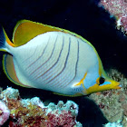 Yellowhead Butterflyfish