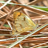 Plain Orange-tip