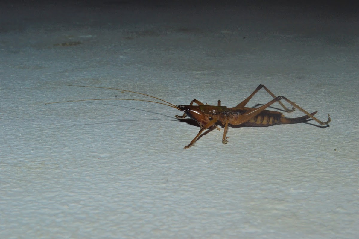 Puerto Rican wingless katydid