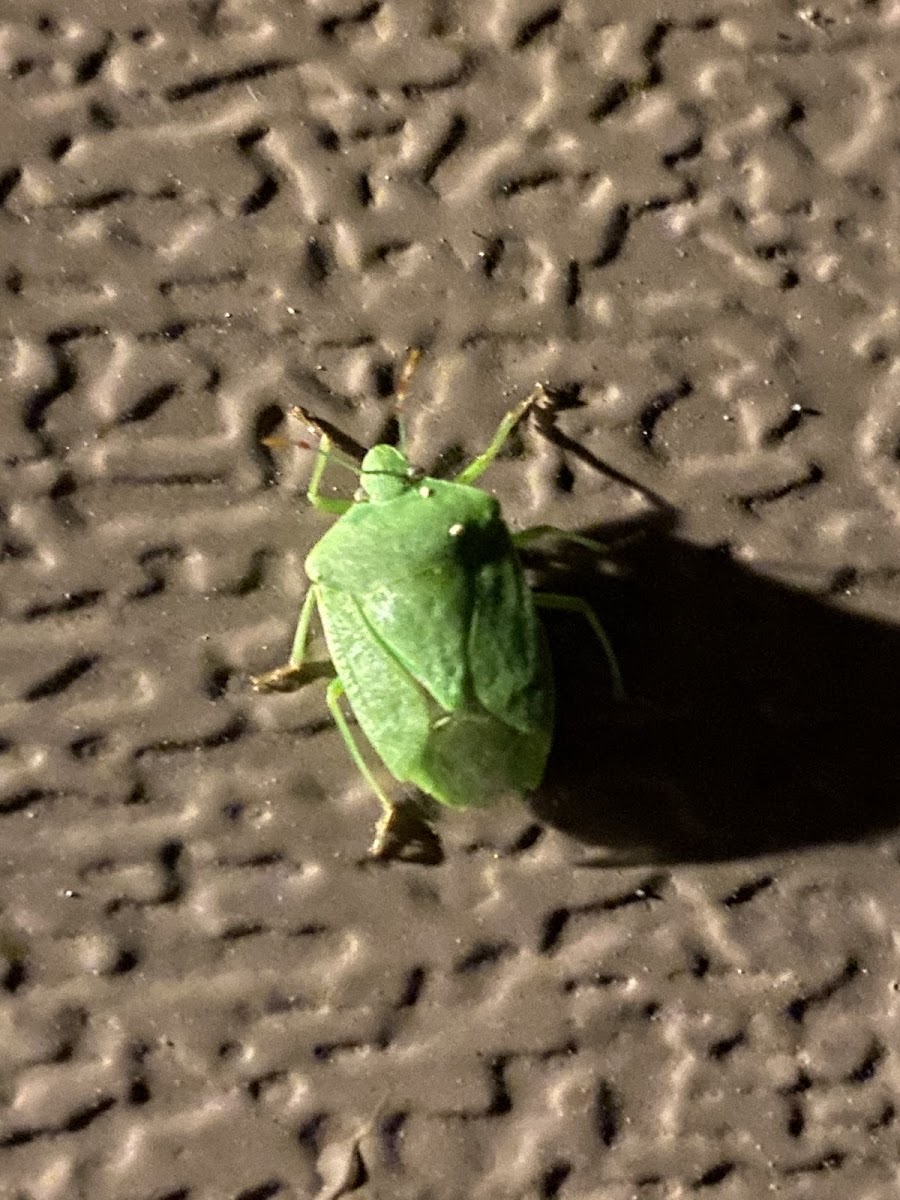 southern green stink bug