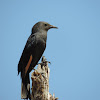 Tristram's starling