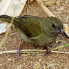 Female Black-faced Grassquit