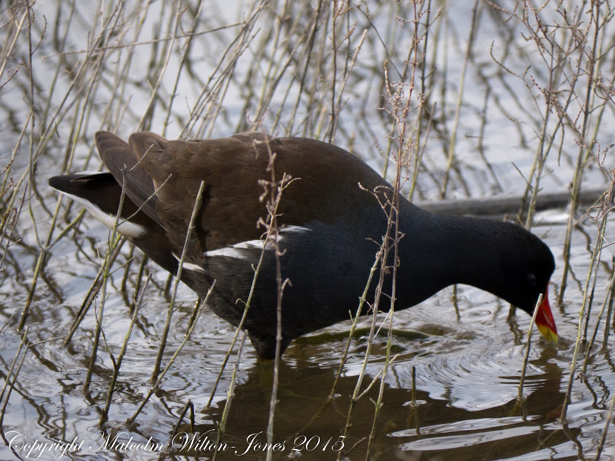 Moorhen; Polla de Agua