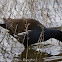 Moorhen; Polla de Agua