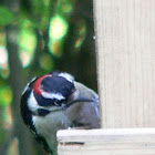 Downy Woodpecker