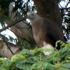 Grey-headed Fish-eagle