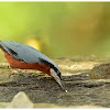 Chestnut-bellied Nuthatch