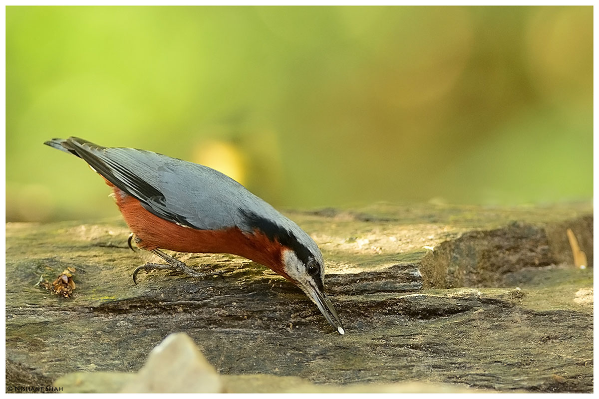 Chestnut-bellied Nuthatch