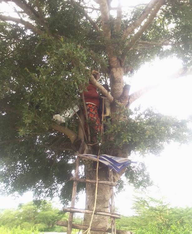 A woman stuck on a tree after her home was marooned by flood waters at Nyaani village in Kinanie, Machakos County on April 21, 2024/ HANDOUT