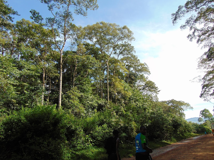 Part of Kakamega forest