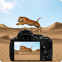 Desert Animal Photography