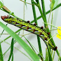 Banded Sphinx Moth