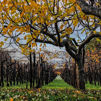 Vigneti d'autunno  di 