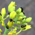 Black Carpet beetle