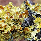 Brown-eyed Sunshine Lichen