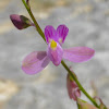 Showy Milkwort