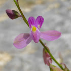 Showy Milkwort