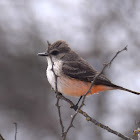 Vermilion flycatcher female