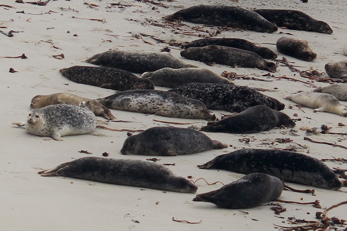 Harbor Seal