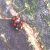 Ten-Spotted ladybug