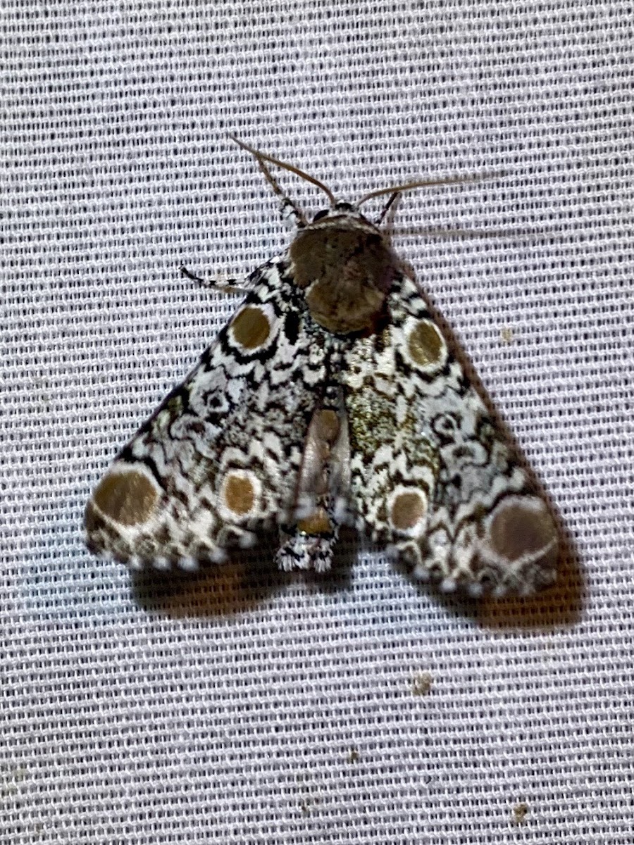 Harris’s three-spot moth