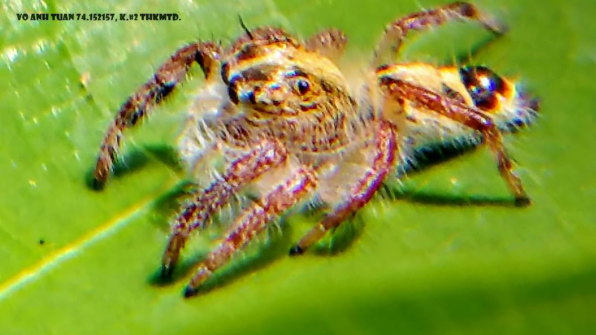 Giant Jumping Spider juvenile