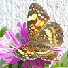 Silvery Checkerspot