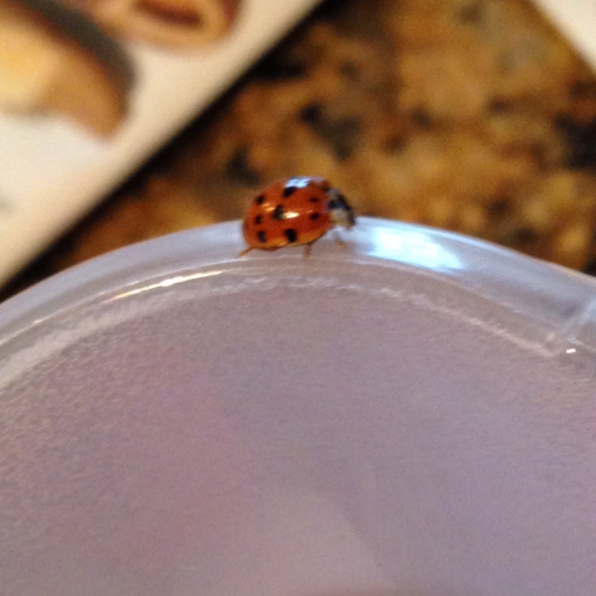 Lady bug