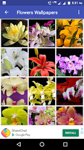 Beautiful Flowers HD Wallpaper(圖5)-速報App