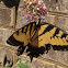 Eastern tiger swallowtail