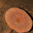 Gilled Bolete