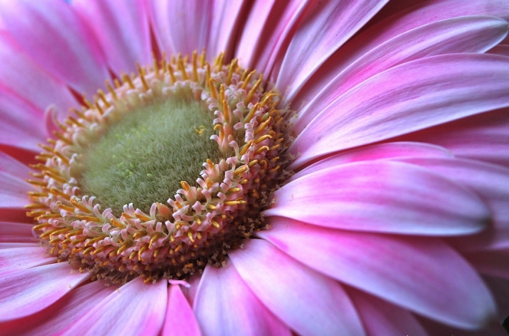 Al cuore di un fiore... di utente cancellato