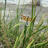 Banded Flutterer dragonfly