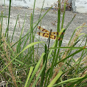 Banded Flutterer dragonfly