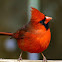 Cardinal