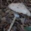 The parasol mushroom