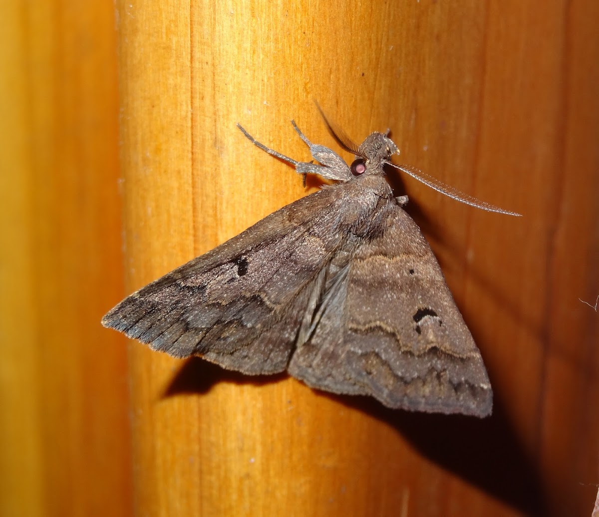 Moth