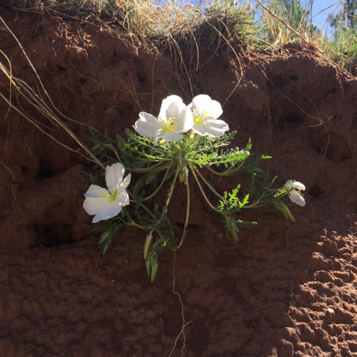 Cutleaf evening primrose