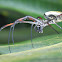 Orb Web Spider (unknown sp)