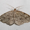 geometrid moth