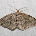 geometrid moth