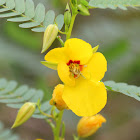 Partridge Pea