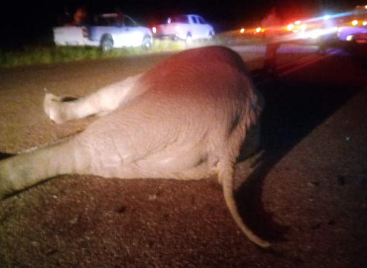 An elephant died in an accident involving two bakkies.