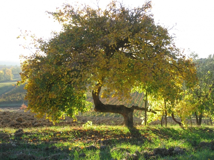 Testucchio in Autunno di Lorella