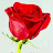 Flowers And Roses Pictures GIF icon