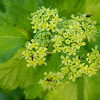 Alexanders (Αγριοσέλινο)