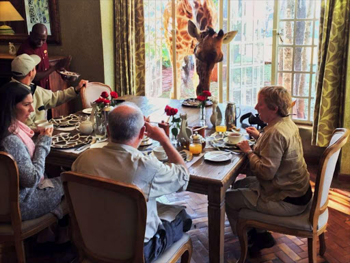 A file phot of tourists having breakfast with giraffes at Giraffe Manor.