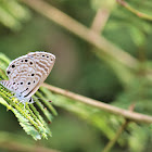 African Babul Blue